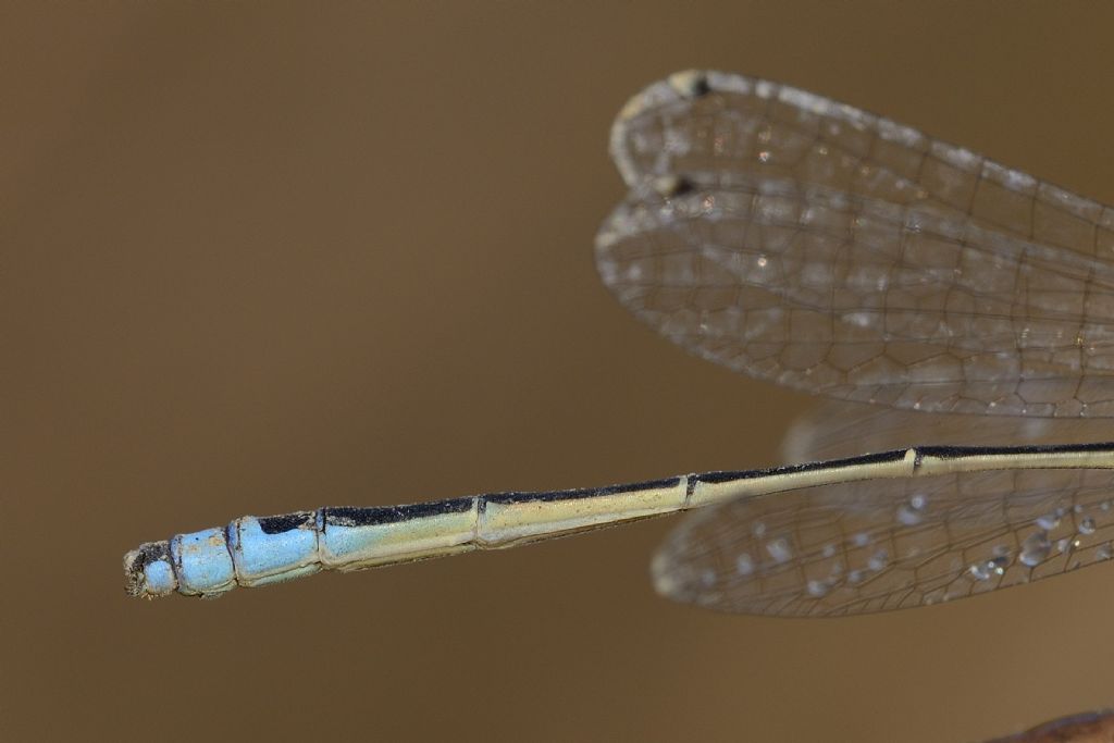 Ischnura elegans tipo C e domanda